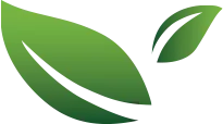 Illustration of two leaves